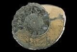 Cut Pyritized Ammonite (Pleuroceras) Fossil Pair - Germany #125373-2